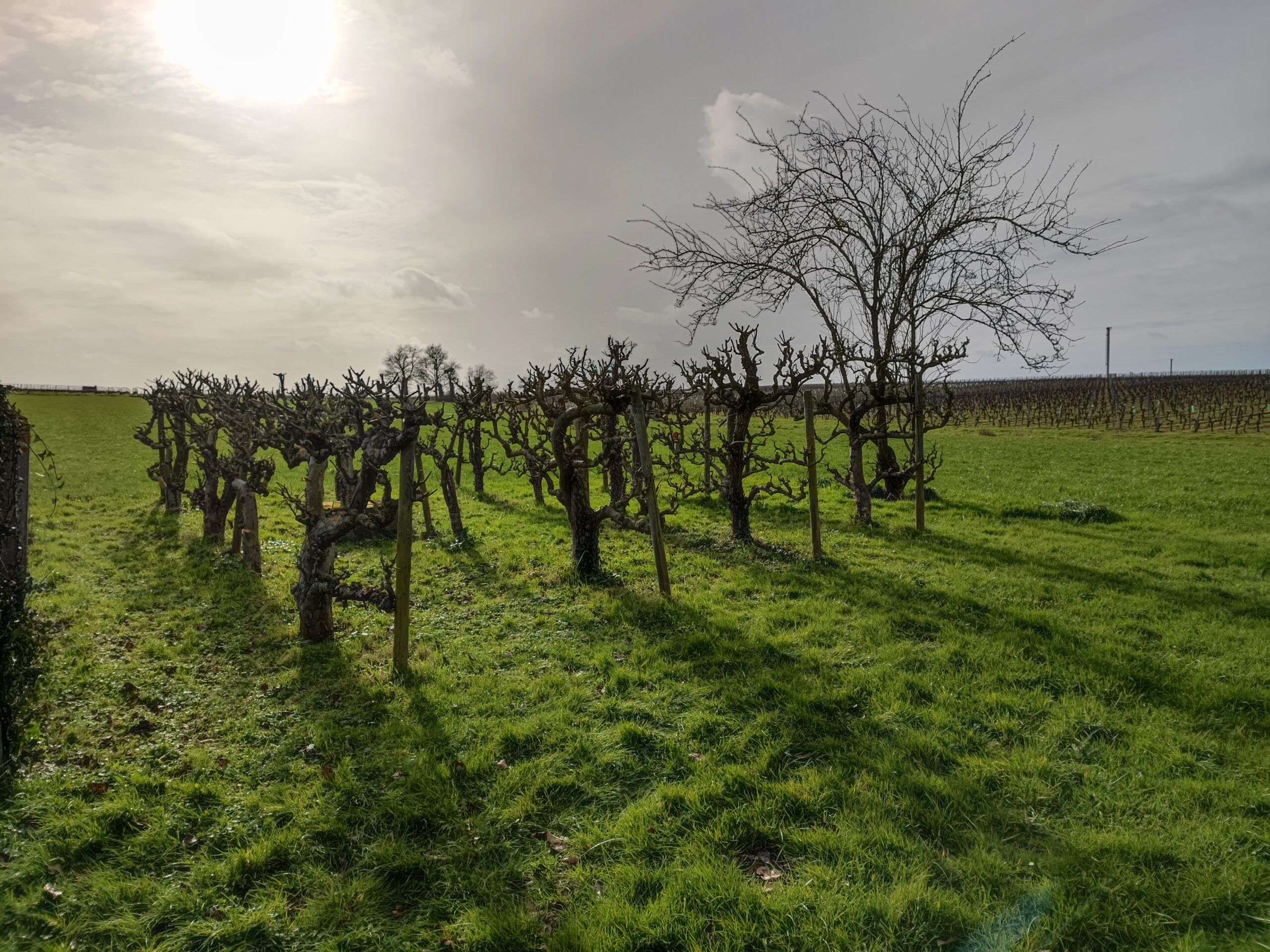 Les Jardins Du Layon Entretien De Jardin Brissac Loir Aubance IMG 20220218 154543